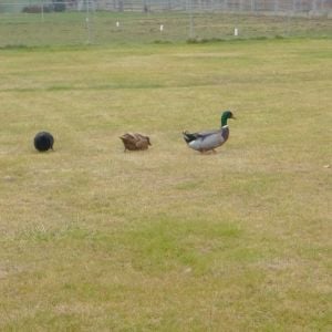 These are our 3 ducks, Eclipse, the Cayuga, Kiwi, Khaki Campbell, and William, Rouen.