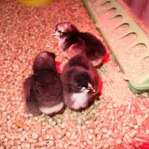 Our first new chicks of 2016, 2 Jersey Giants, Jo & Blue, and a Barred Cochin, Tilda, who we weren't planning on getting, but did anyway.