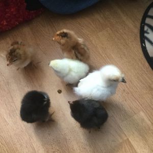 These are my 6 tractor supply chicks I got they are about 2-3 months old now and I think five out of the six are roosters so I only have one hen out of all of them and it's the smaller white silkie.