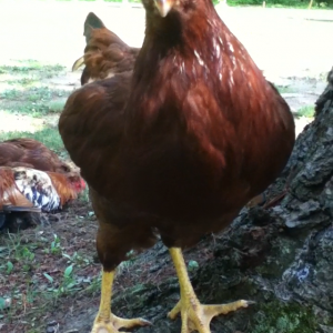 This is a pic of my favorite chicken when she was little. Her name is Lexi.