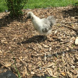 This is my favorite one of the silkies I it's not the color I wanted but it's a silver partridge and it's the cutest little thing. I was hoping they would all be splash but he person I got them from got them from a sale so he dosnt really know his cold is and breeds.
