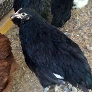 Hi, my name is Duchess.  Notice how fancy I look with my silver lining!