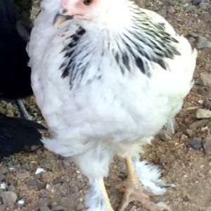 Hi my name is Mama Bessie.  My keeper noticed my leadership abilities and thought I would be good as everyone's boss!