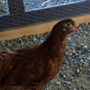 Hi my name is foxy.  I am a Rhode Island Red and only 8 weeks old.  I am named after my master's childhood dog who was very sweet and special.