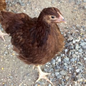 Foxy keeping an eye on things!