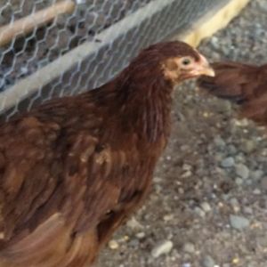 Hi my name is Miah Moose.  I am a Rhode Island Red chicken and only 8 weeks old.  I am named after my keepers granddaughter's nick name.