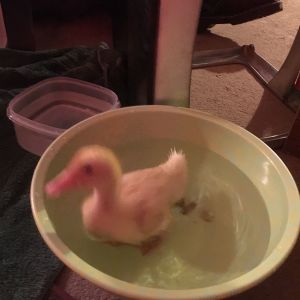 It's a little blurry, but one of our Pekins as a duckling, so small it could swim in a large bowl!! It seems like it was just yesterday! We didn't know what genders they were until they were fully feathered and our Donald developed a loud HONK! and Daisy still kind of peeps, unless she's scared.