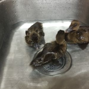 Our 3 Khaki Campbell ducks getting a bath :)