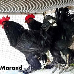 Azerbaijan 
black rare hens