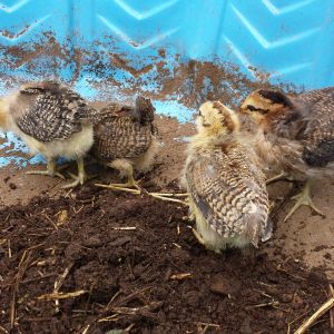 May 23, 2016
Easter Eggers
2.5 weeks old