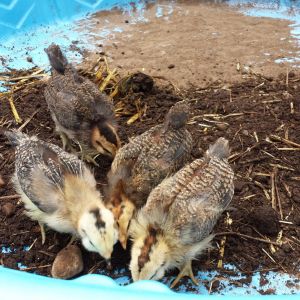 May 23, 2016
Easter Eggers 
2.5 weeks old