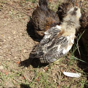 May 30, 2016
Easter Eggers
3.5 Weeks old