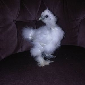 Pearl shes a silkie