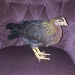 Henrietta shes a danish brown leghorn