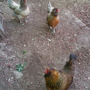 My 3 Easter Egger Chickens,  (from back to front) Cookies N'Cream, Peppermint Pattie, and Hawk (as in Chicken Hawk, lol)