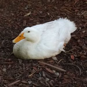Donald, our female white duck.