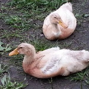 These two are for sale. 5 weeks old
6/8/2016