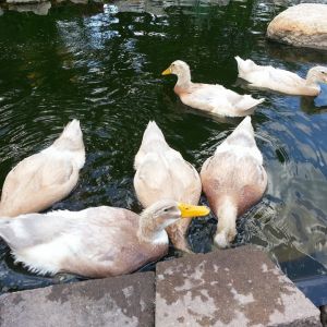 My Koi pond is now a duck pond...