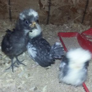 White Crested Black Polish chicks