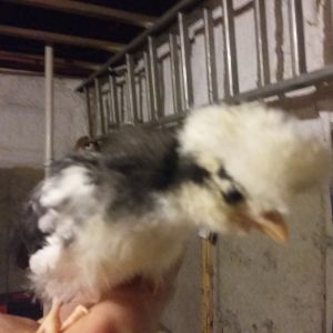 White Crested Black Polish chick