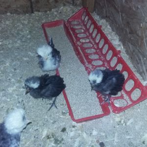 White Crested Black Polish chicks