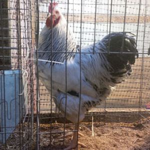 Show quality Columbian Plymouth Rock from one of the top Plymouth Rock breeders in North America