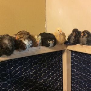 Chicks at almost 5 weeks