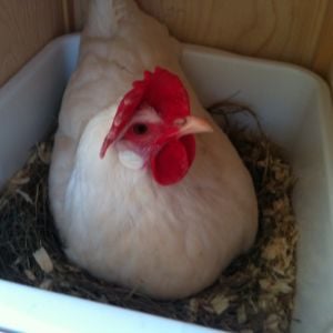 Lucky laying an egg. They love it when I put fresh grass in their nest boxes!
