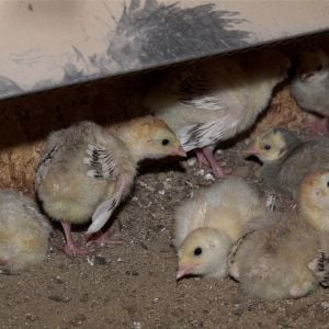 Sweetgrass and Slate poults