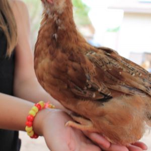 Dotty- Rhode Island Red