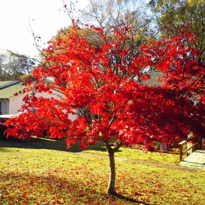 Maple tree last fall 2015.