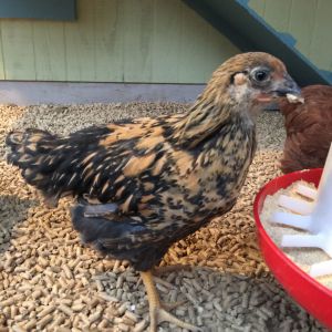 Lacey (Golden Laced Wyandotte)