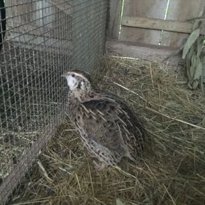 My first quail.