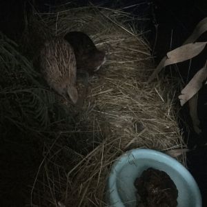 My two new quails.