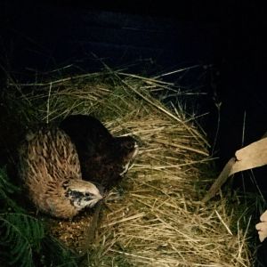 My two new quail.