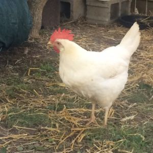 White Leghorn - Ehtel
White eggs
Very social and fearless of the dog and cat