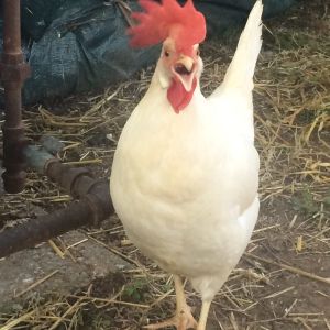 White Leghorn - Lucille
White eggs
Fearless of dog and cat. Perches on top of coop. Feed and scraps hog. 
Very personable and working on her asylum.
