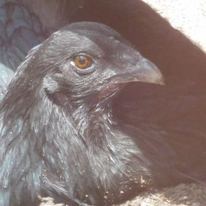 My Black Sumatra hen, Crow (AKA Cupcake).  She is dead now.  She was a beautiful hen and very friendly!