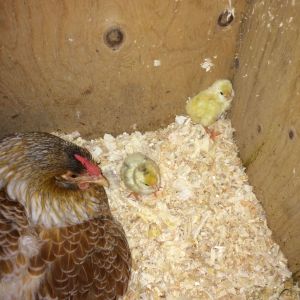 Penny and two of three Chicks
