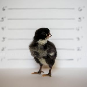 BARRED PLYMOUTH ROCK