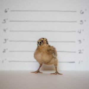 UNKNOWN RARE BREED FROM MURRAY MCMURRAY HATCHERY