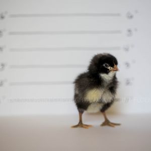 BARRED PLYMOUTH ROCK