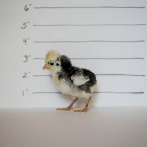 WHITE CRESTED BLACK POLISH