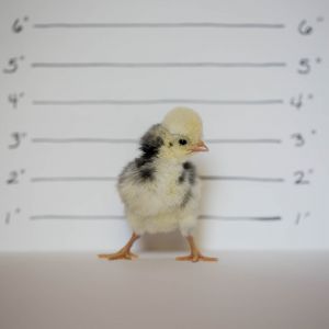 WHITE CRESTED BLACK POLISH