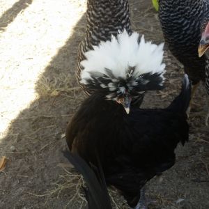White crested black polish bantam hen