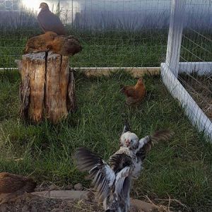Chickens fighting