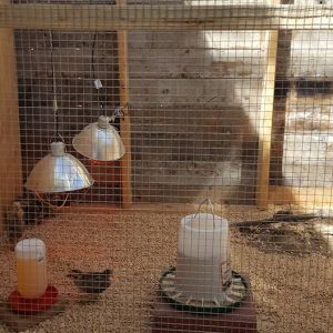Brooder
