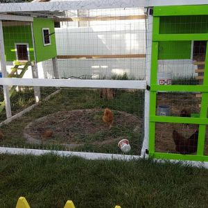 Chicken coop