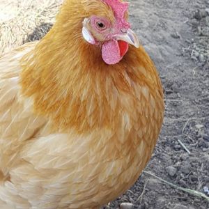 Maybelle, our broody hen