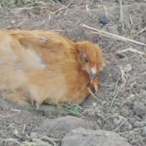 dust bathing